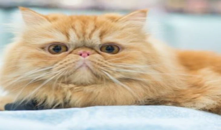 İran Kedisi Özellikleri ilanları