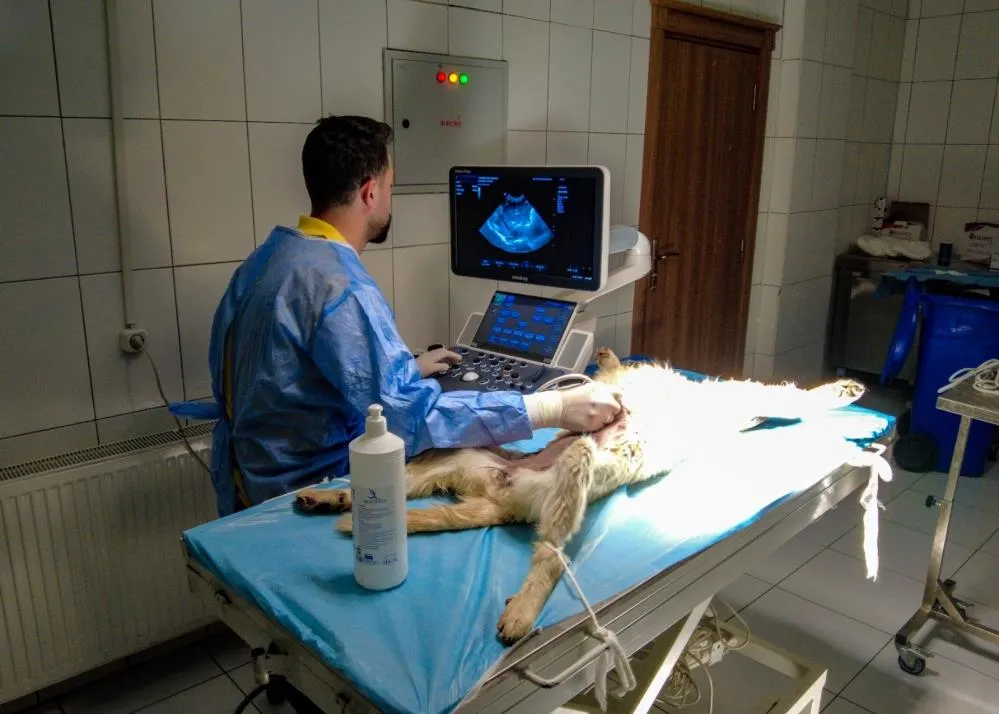 Van'da 6 ayda 6 bin sokak hayvanı tedavi edildi