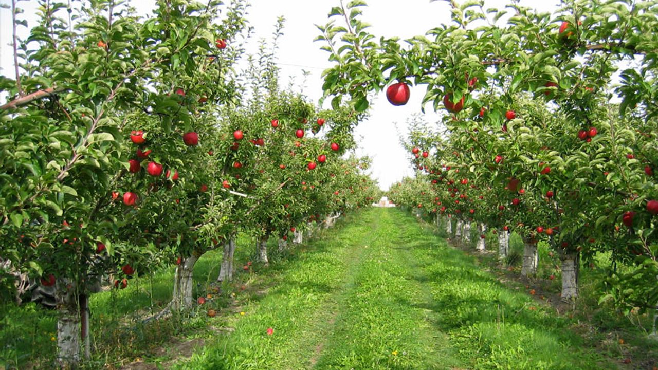 Van’da hangi meyve türleri yetişiyor? Üzüm, Elma ve Kayısı…