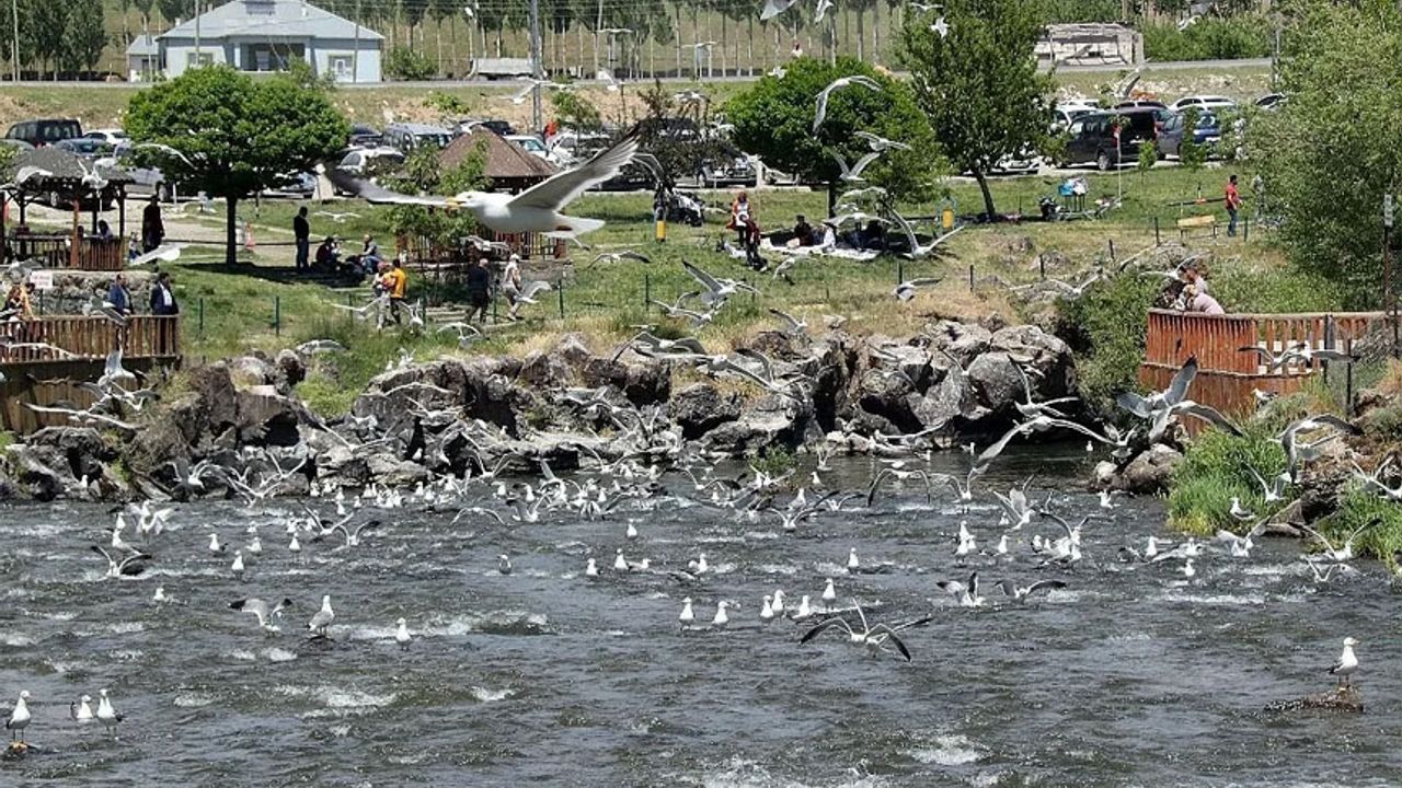 Van’da İnci Kefali Göçü Festivali düzenlenecek