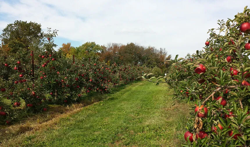 Van'da meyvecilik ne durumda? İl Müdüründen açıklamalar