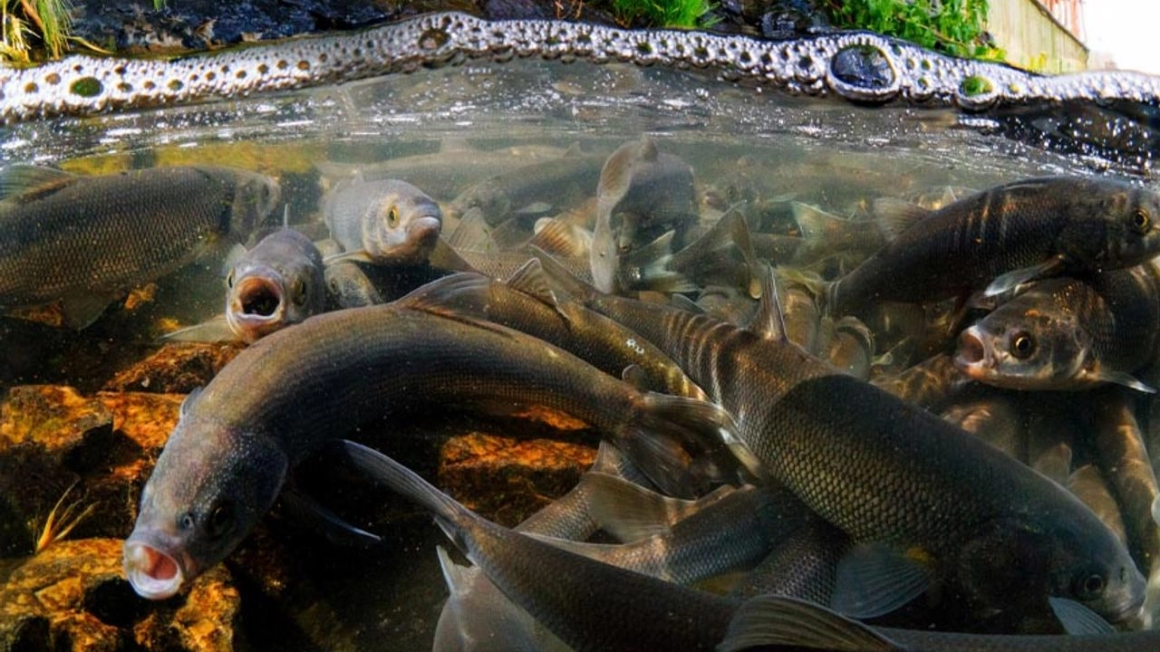 Av yasağı sonrası Van Balığı’nda değişim!