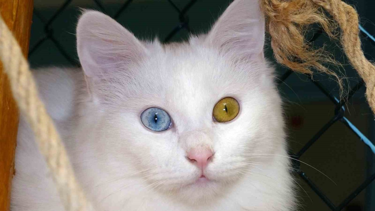 Van Kedisi Osmanlı döneminde de meşhurmuş