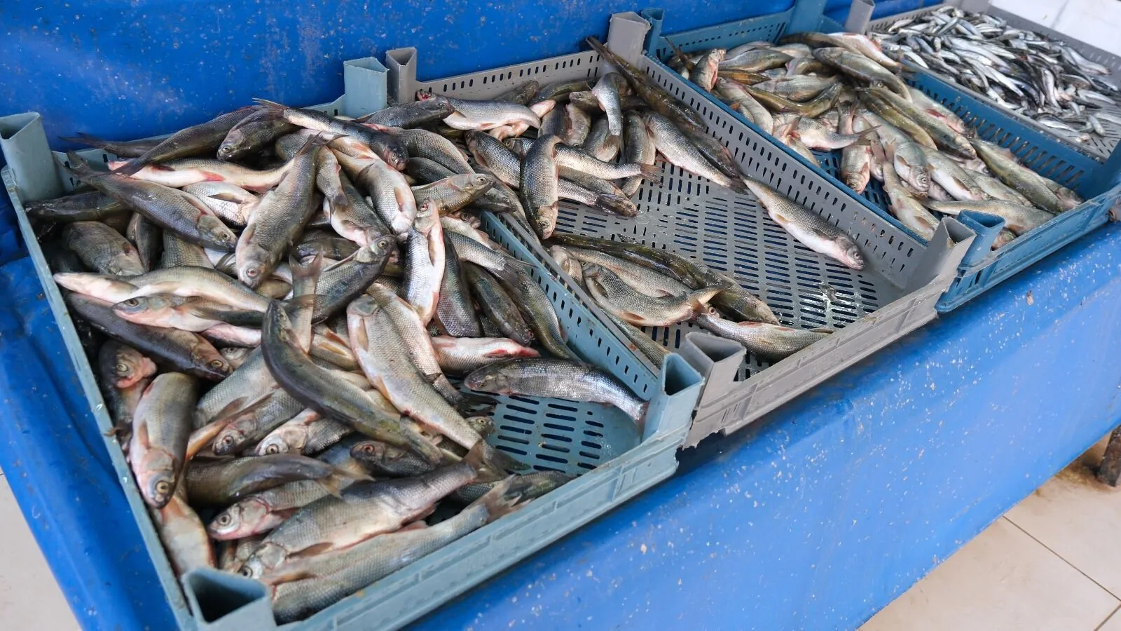 Vanlı Balıkçılardan Çağrı: Av Yasağı Mart’a Çekilsin!