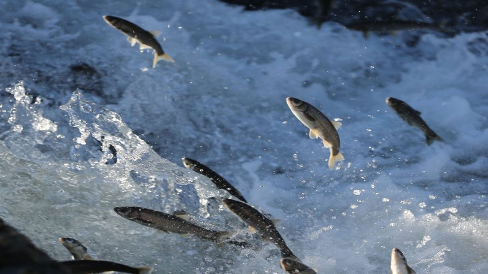 Van’dan Ortak Çağrı: Van Balığı’nı Koruyalım!