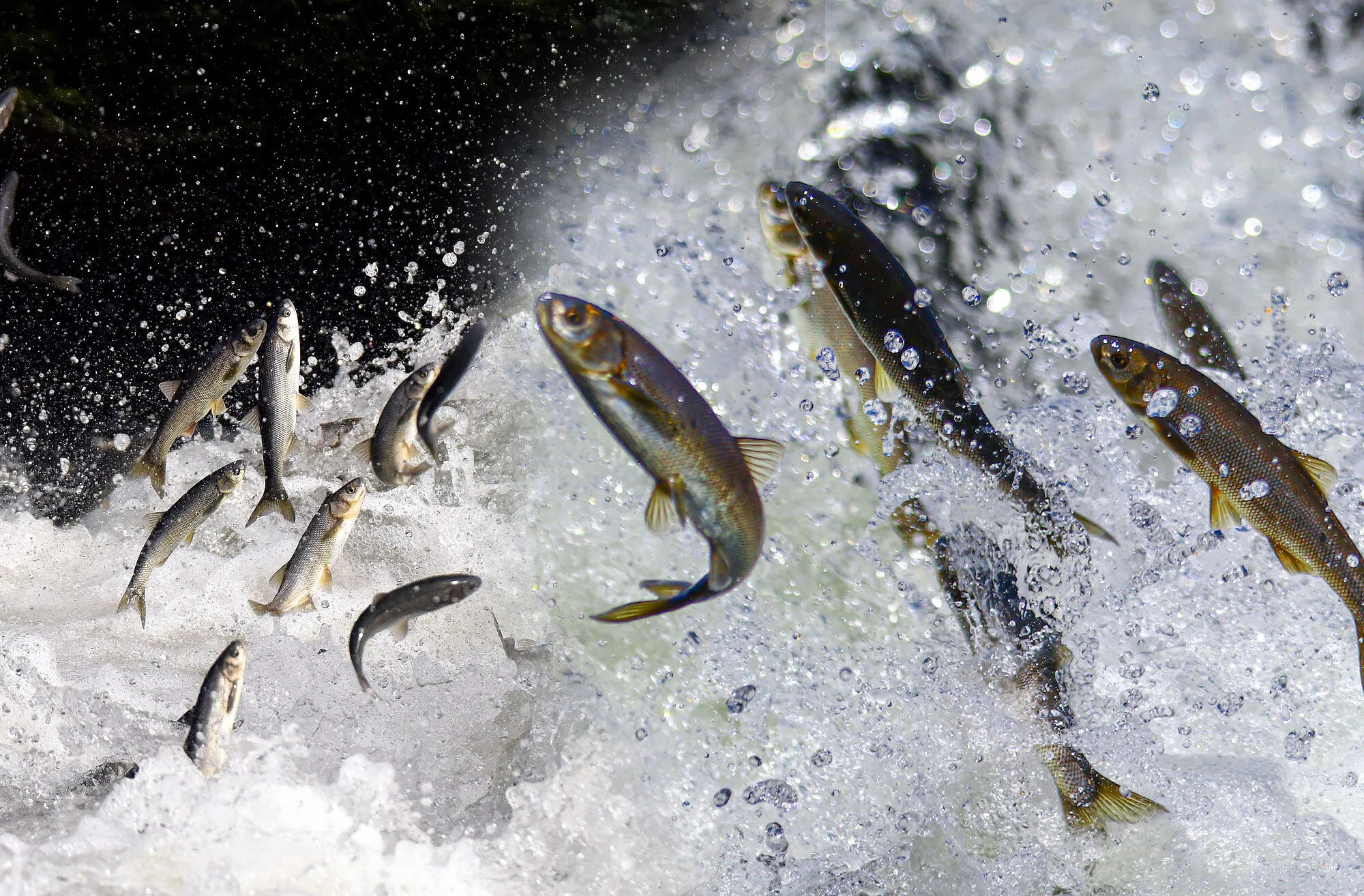 Van Balığı Göçü İçin Geri Sayım Başladı