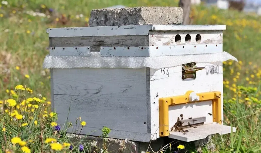 Van’da Arıcılık İçin Dev Proje: Bal Ormanları Kuruluyor