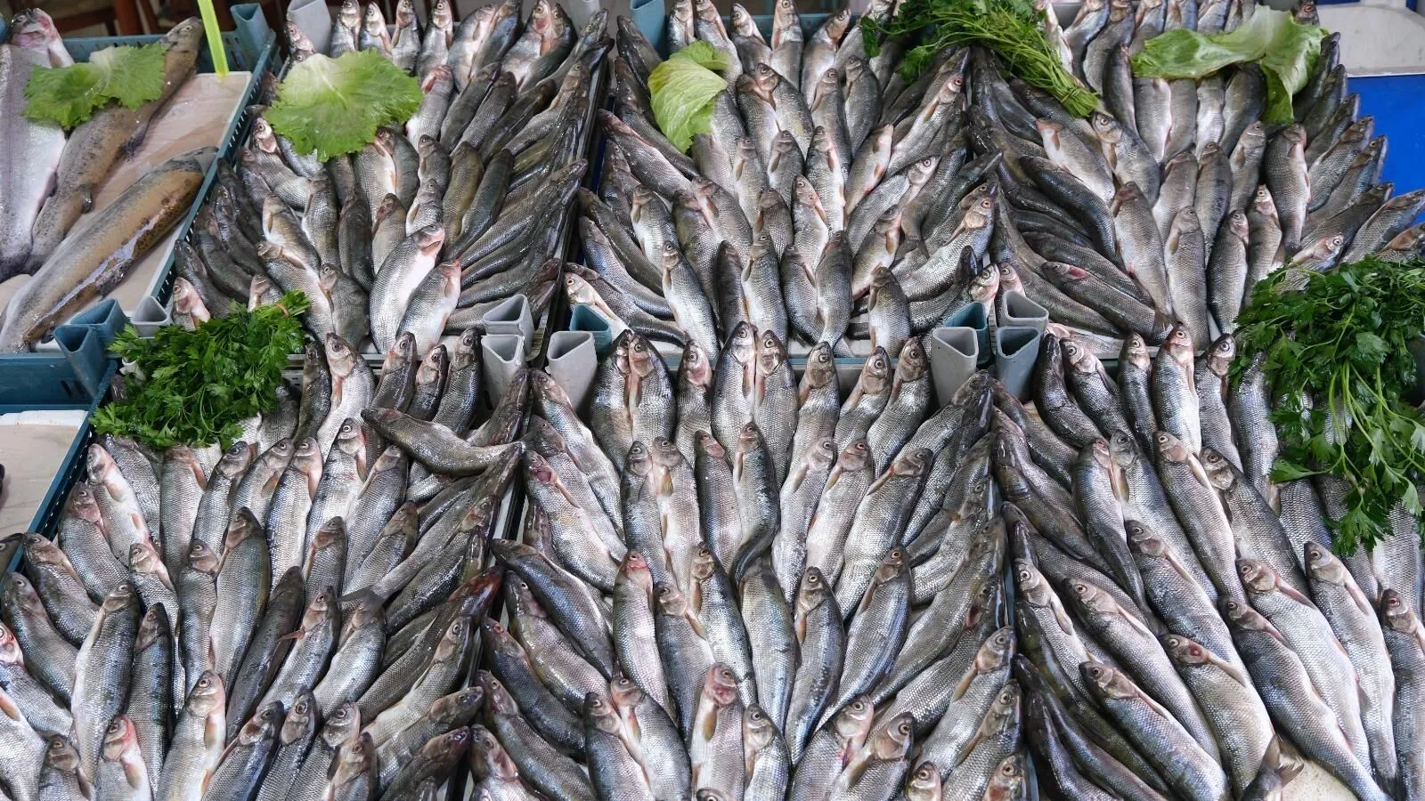 Van'da İnci Kefali %50 Zamlandı!