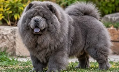 Chow Chow Evde Beslenir mi? Apartman Hayatına Uygun mu?