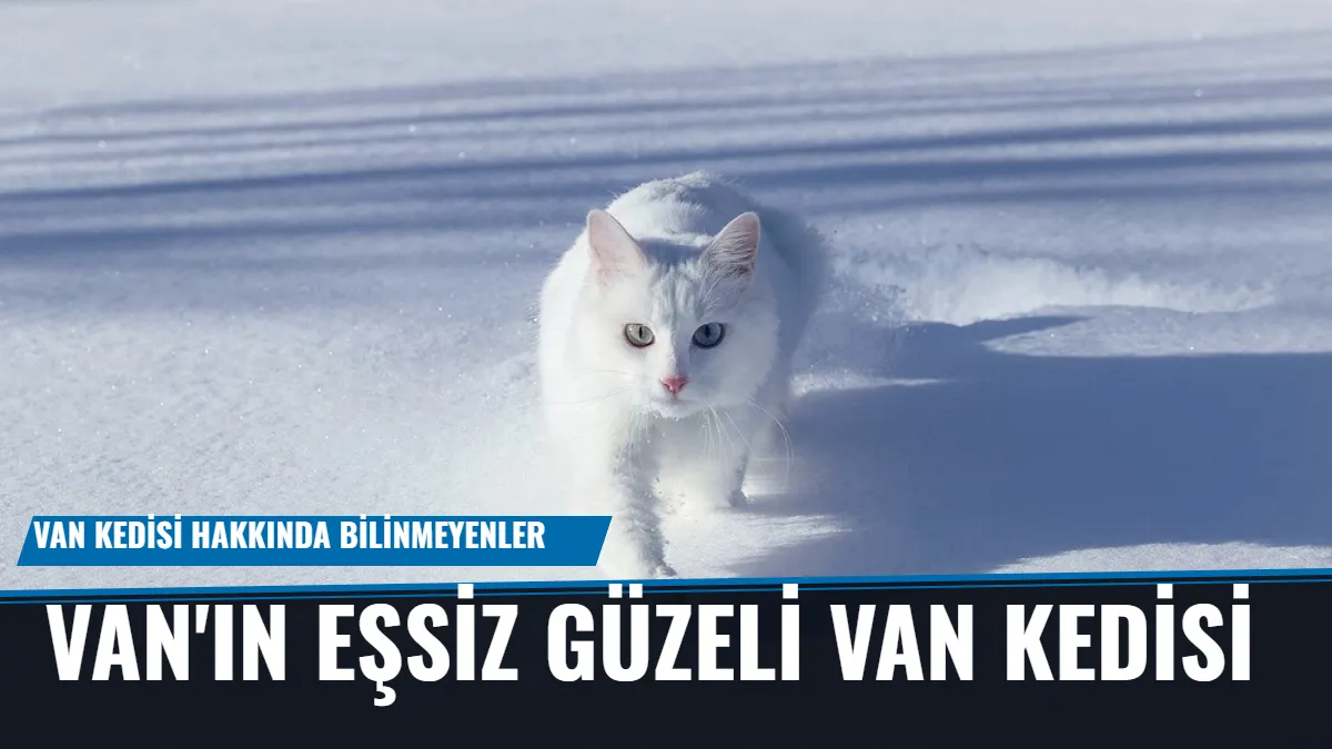 Van Kedisi: Türkiye'nin Beyaz İnci'sinin Gizemli Dünyası ve Koruma Çabaları